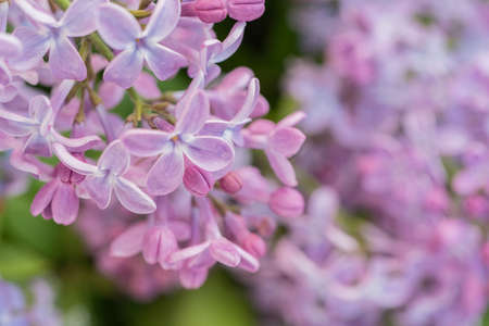Lilac flowers close up. Natural background, there is a place for textの写真素材