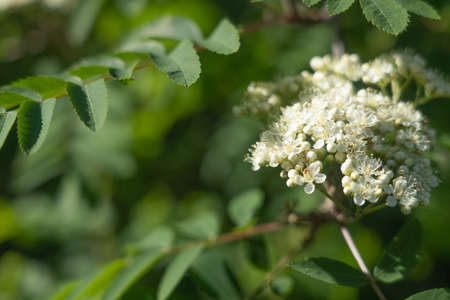 A beautiful branch of a blossoming apple tree. Natural backgroundの写真素材