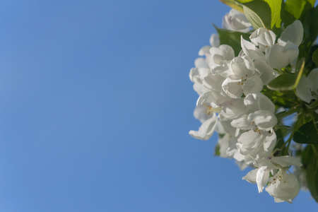 Branches of a blossoming apple tree on a background of blue sky.Natural background, there is a place...