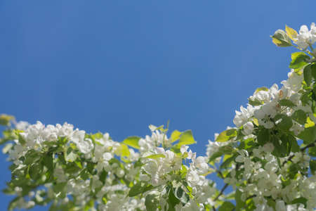Branches of a blossoming apple tree on a background of blue sky.Natural background, there is a place...