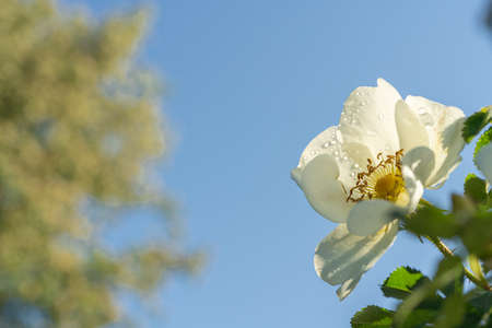 Flowers of white rose hips and dew on leaves, against a background of blue sky Close-upの写真素材