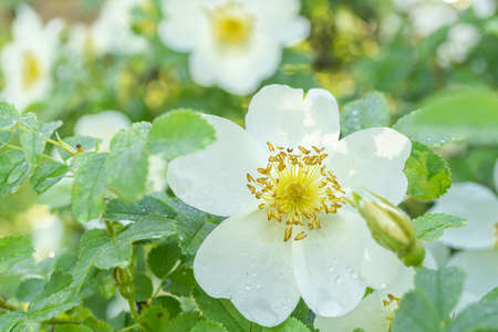 White rosehip flowers and dew on leaves, Close-upの写真素材