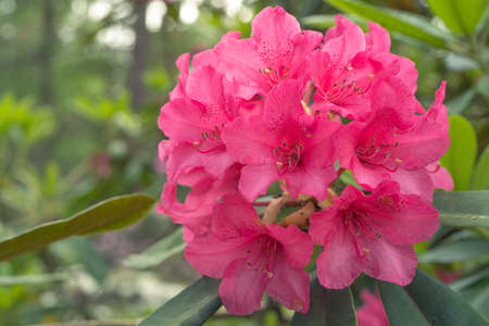 alpine rose close-up. Pink rhododendron has blossomed. Beautiful background.