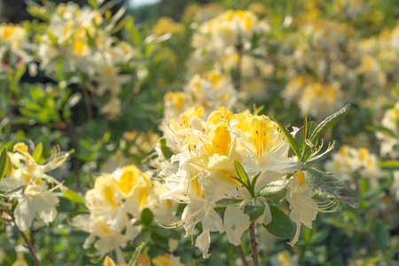 alpine rose close-up. Yellow rhododendron has blossomed. Beautiful background.