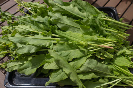 Green, chopped bunch of sorrel for cookingの写真素材