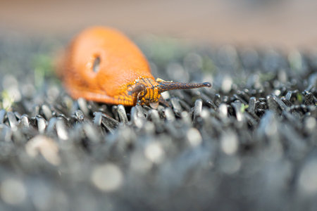 Arion lusitanicus - a species of terrestrial gastropod molluscs Snails lacking a shell, a slug. Representatives of this species cause serious harm to agriculture in many European countries. Front view soft focusの写真素材
