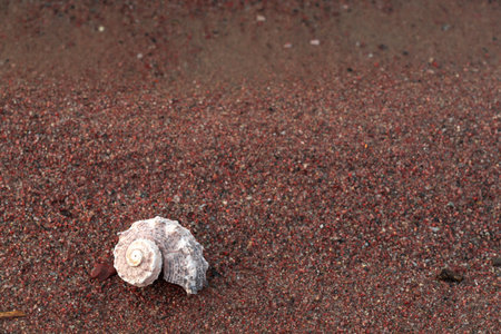 Seashells on the sand are beautifully stacked. Summer concept, there is a place for text.の写真素材