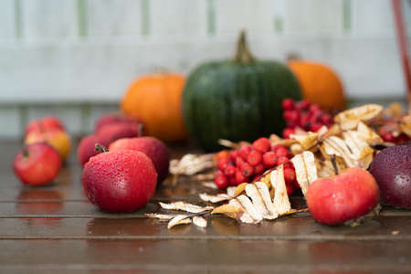 Autumn still life, on a wooden table. in the rain. Red apples, red rowan pumpkins.の写真素材