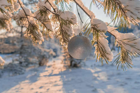 Christmas toys on a branch in the snow. Outdoors. Christmas concept, holidays, greeting card background.の写真素材
