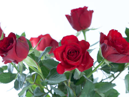 Red roses on a white background. There is a place for text. Valentine's day card, friend's day, February 14, mother's dayの写真素材