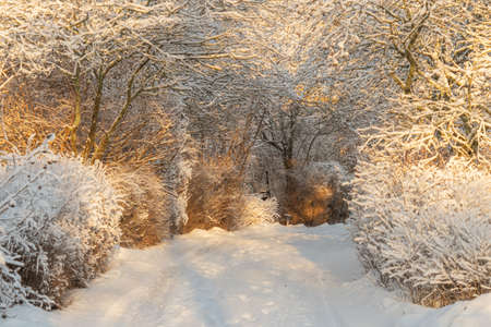 Path between trees covered with snow on a sunny day. Scandinavian nature. Finland.