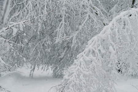Winter landscape with snowy trees in the forest, Finnish nature, city parks of Helsinki, Espoo, Vantaa. Trees after a heavy snowfallの写真素材