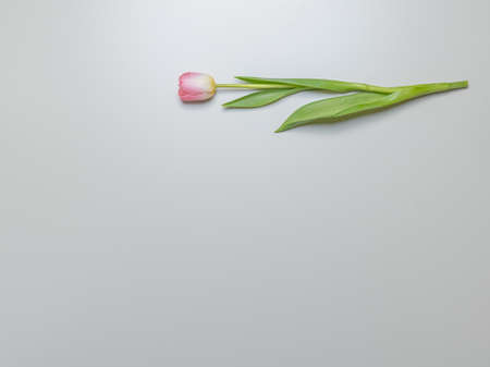 One tulip, white and pink, plan from above. Gray background, there is a place for text....