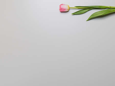 One tulip, white and pink, plan from above. Gray background, there is a place for text. Congratulations concept, March 8の写真素材