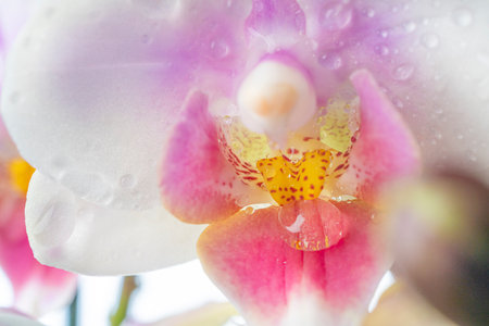 Phalaenopsis orchid. Orchid flower. Close up, isolated background. Place to copy.の写真素材