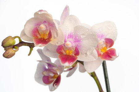 Phalaenopsis orchid. Orchid flower. Close up, isolated background. Place to copy.の写真素材