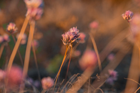 Clover .wild flowers, close-up. Selective focus.there is a place for text.Scarce nature of Finland