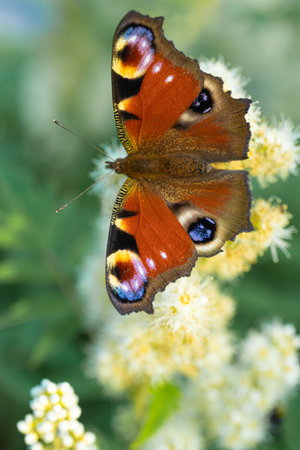 peacock eye on green leaves background. Sunny, summer day. There is space for text. Peace, love conceptの写真素材