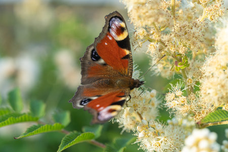peacock eye on green leaves background. Sunny, summer day. There is space for text. Peace, love conceptの写真素材