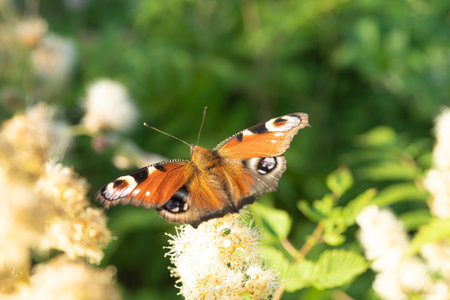 peacock eye on green leaves background. Sunny, summer day. There is space for text. Peace, love conceptの写真素材