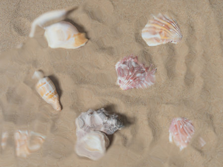 seashells underwater. sea composition backgroundの写真素材