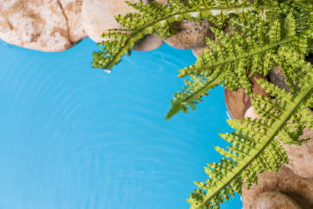 Green fern leaves on a blue water background in natural light. Top view, flat lay. there is space for textの写真素材
