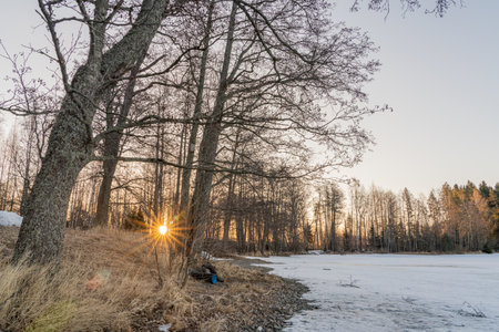 Early dawn in winter, sun between the treesの写真素材