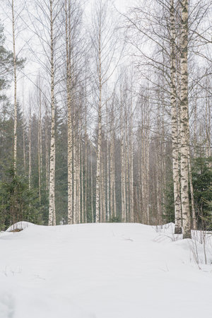 Birchgrove in snowy weather. straight tree trunks. snowy weatherの写真素材