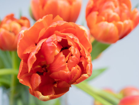 close - up red , bright tulips on a light background . Congratulations conceptの写真素材