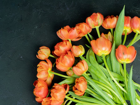 red, bright tulips. A large bouquet on a black background, there is a place for text. Congratulations concept.の写真素材