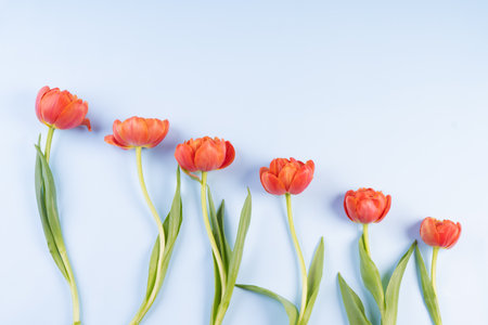 Scarlet tulips in a row on a blue background. Imitation of the sky and flowers in the background. The concept of congratulations and peace. There is space for textの写真素材