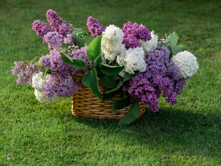A bouquet of lilacs, white viburnum in a basket on a table in the garden on the grass, green backgroundの写真素材