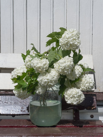 Bouquet of white flowers in a jar. decorative viburnum.の写真素材