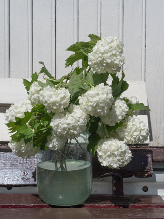 Bouquet of white flowers in a jar. decorative viburnum.の写真素材