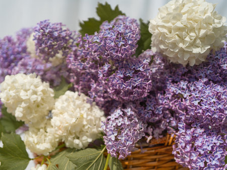 A bouquet of lilacs, white viburnum in a basket on a table in the garden, white backgroundの写真素材