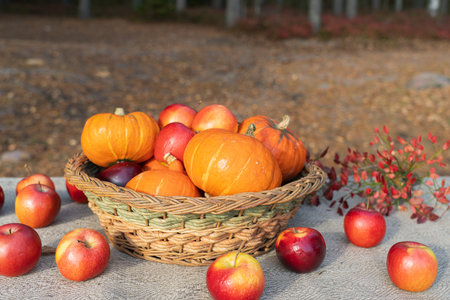 A beautiful basket with pumpkins and apples on the table covered with a canvas tablecloth. Autumn still life on the background of the forest.の写真素材