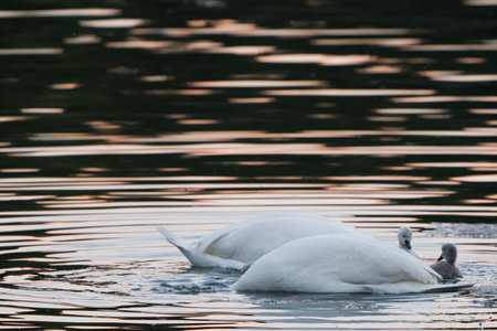 Two white adult swans dive into the lake water in search of food. Gray little chickens are swimming around him. Birds in their natural habitat. The beauty of the wild.の写真素材