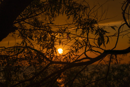 The silhouette of tree branches against the background of a bright sunset over the sea. natural background.の写真素材