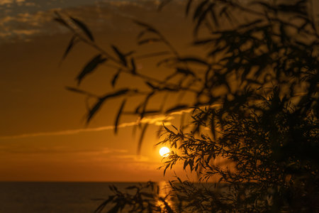 The silhouette of tree branches against the background of a bright sunset over the sea. natural background.の写真素材