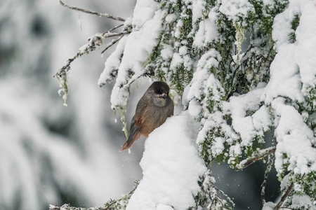 A small bird with a red breast and a black head. The finch sits on a snow-covered spruce branch. winter backgroundの写真素材