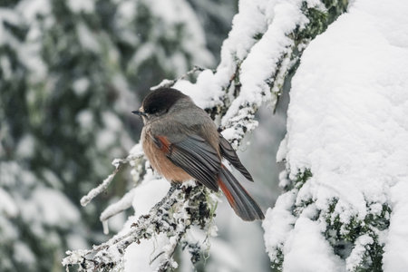 A small bird with a red breast and a black head. The finch sits on a snow-covered spruce branch. winter backgroundの写真素材