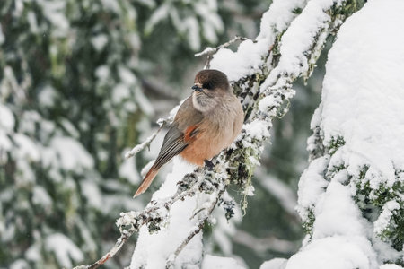 A small bird with a red breast and a black head. The finch sits on a snow-covered spruce branch. winter backgroundの写真素材