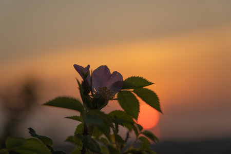 Pink rosehip flowers on the background of a bright sunset out of focus. natural background. Space for text.の写真素材