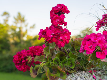 Pink pelargonium flowers in the flower garden. close-up. A sunny summer day.の写真素材