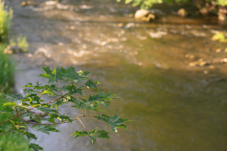 Green maple leaves on the background of river water out of focus. natural background. Space for...