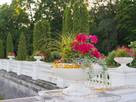 Vintage flowerpots with pink pelargoniums in Toila Oru Park, Estonia. Walking in the park on a summer day.の写真素材