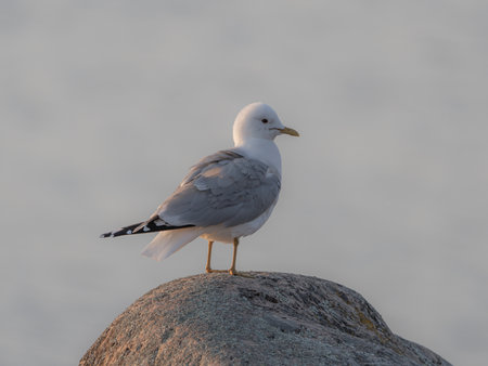 A seagull on a stone against the backdrop of the sea. Blurred background .close upの写真素材