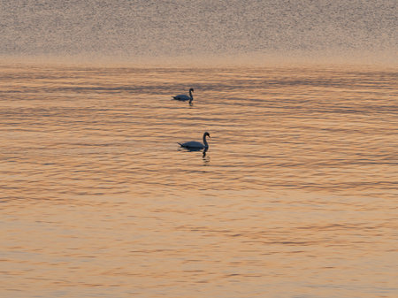 A beautiful white swan on a lake or pond at sunset or sunrise. Swans are swimming. reflection in water. very beautiful sunsetの写真素材