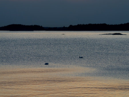 A beautiful white swan on a lake or pond at sunset or sunrise. Swans are swimming. reflection in water. very beautiful sunsetの写真素材