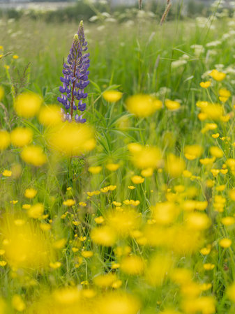 Purple lupine among bright yellow wildflowers. Summer meadow with contrasting colors of nature, harmony of wild flora, and natural beauty.の写真素材